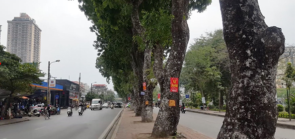 Hà[-]Nội[-]chặt,[-]dịch[-]chuyển[-]hơn[-]400[-]cây[-]xanh[-]mở[-]rộng[-]đường[-]Láng